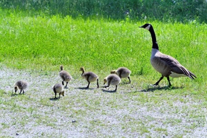 Canada Geese