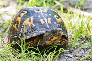 Female Eastern Box Turtle