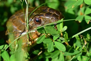 Harmless River Snake