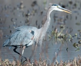 Great Blue Heron calling out