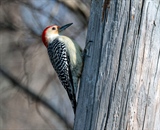 Red Bellied Woodpecker on pole