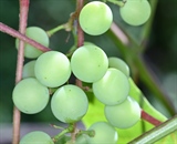 Nissin MF18 Grapes