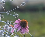 Cone Flower After the Rain - Full Crop