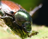 Beetle On Grape Plant