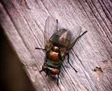 Fly on Fence