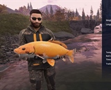 Feral Koi