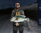 Mozambique tilapia