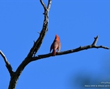 Male Northern Cardinal Singing