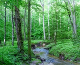 Small creek running through forest