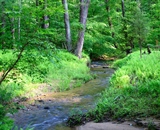 A babbling brook running through the Forest