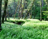 A green carpet of forest ferns