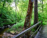 A small wooden bridge across a creek