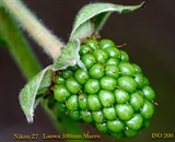 Fruit close up using a  Loawa 100mm macro lens