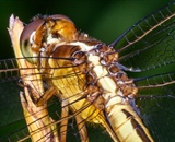 Close up of a dragonfly using a  Loawa 100mm macro lens