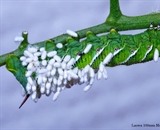 Hornworm with wasp infestation taken with Loawa 100mm macro