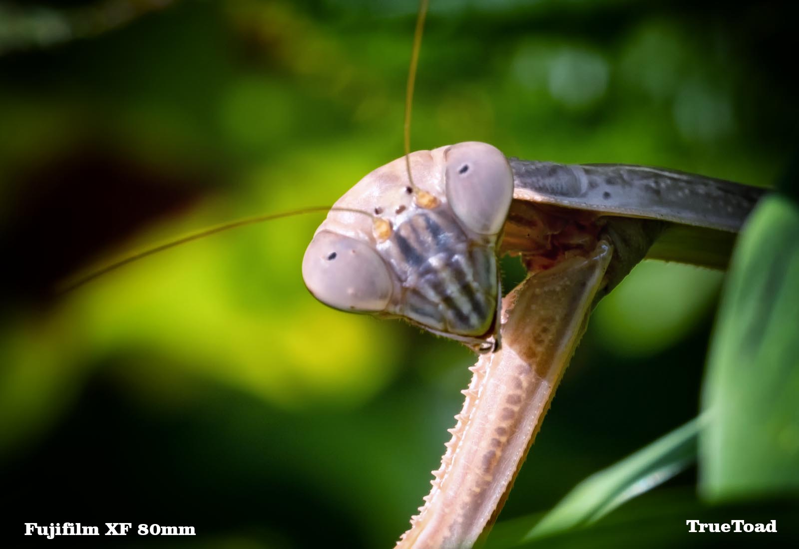 used fuji 80mm macro lens